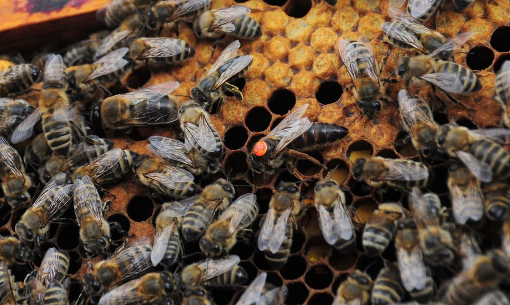 A queen bee walks on a comb of capped brood cells and is surrounded by a retinue of worker bees