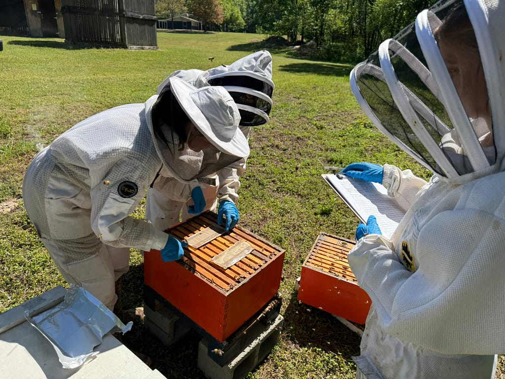 Two beekeepers apply pads of mite treatment to an open hive while another beekeeper with a clipboard watches