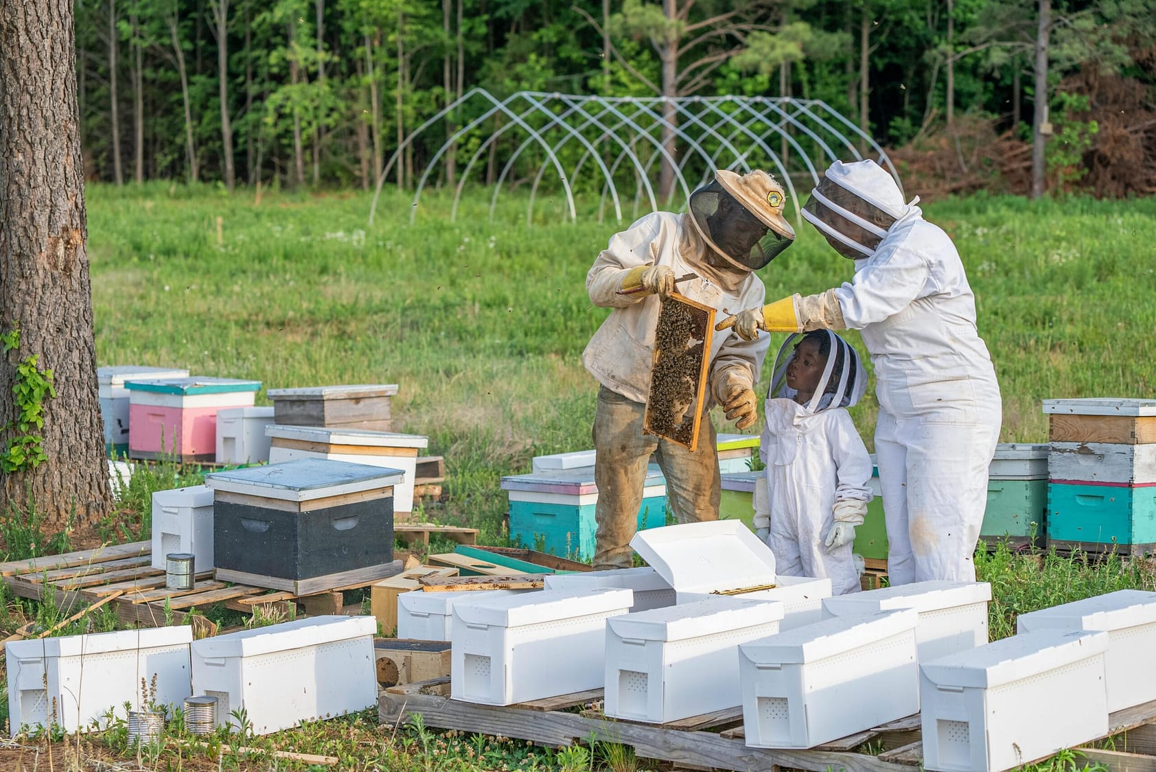 Two adults show a child in a beekeeping suit a frame of bees from one of several different hives